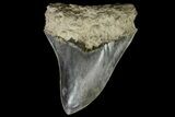 Serrated, Fossil Megalodon Tooth - Indonesia #151822-1